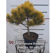  Сосна Pinus mugo 'Golden Glow'